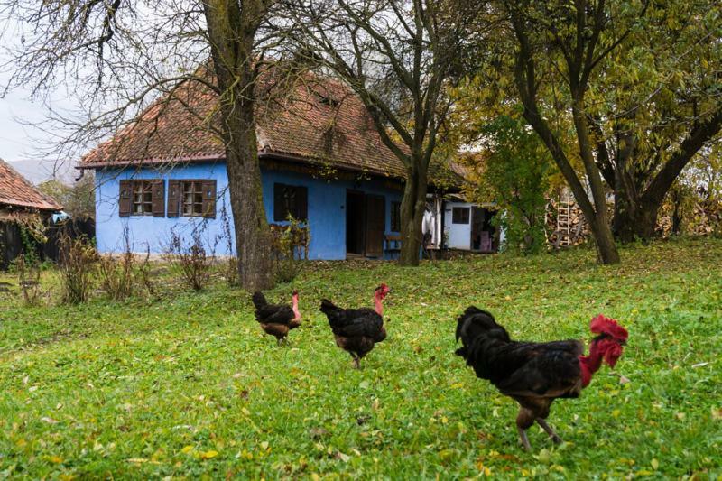 Count Kalnoky'S Transylvanian Guesthouses Miclosoara Exterior foto